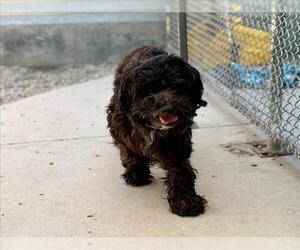 Poodle (Miniature) Dogs for adoption in Rancho Cucamonga, CA, USA