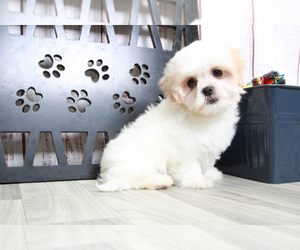 Mal-Shi Puppy for sale in MARIETTA, GA, USA