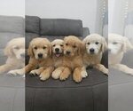 Small #7 Golden Retriever