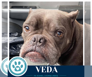 Veda 091926 - Female Bulldog-Unknown Mix Dog for Adoption - Photo #3