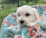 Small Photo #4 Coton de Tulear Puppy For Sale in RUBICON, WI, USA