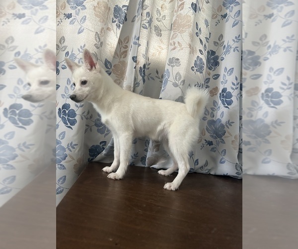 Medium Photo #20 Alaskan Klee Kai Puppy For Sale in DURHAM, CT, USA