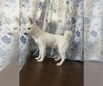 Small Photo #20 Alaskan Klee Kai Puppy For Sale in DURHAM, CT, USA