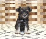 Small #2 Schnauzer (Miniature)
