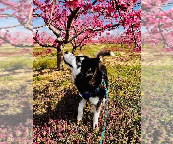 Medium Photo #3 Siberian Husky Puppy For Sale in Martinsburg, WV, USA