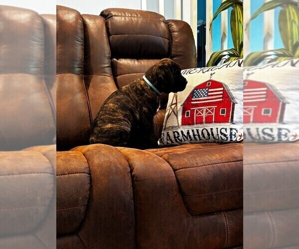 Medium Photo #5 Cane Corso Puppy For Sale in REEVESVILLE, SC, USA