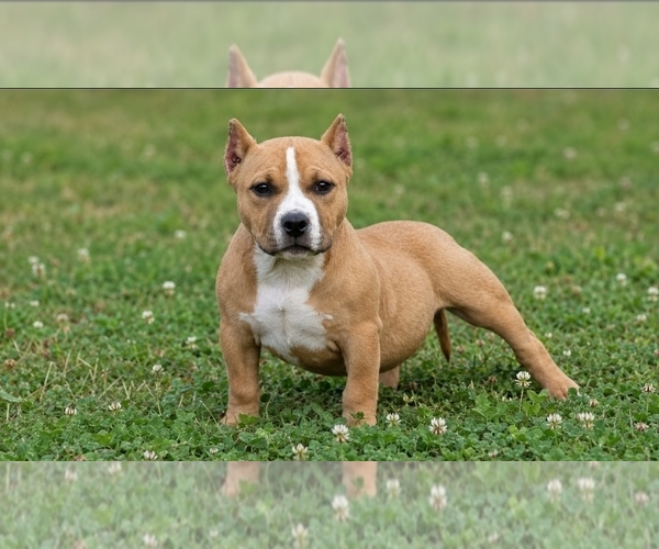 Medium Photo #1 American Bully Puppy For Sale in PUYALLUP, WA, USA