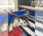 Small Photo #2 Australian Cattle Dog Puppy For Sale in KISSIMMEE, FL, USA