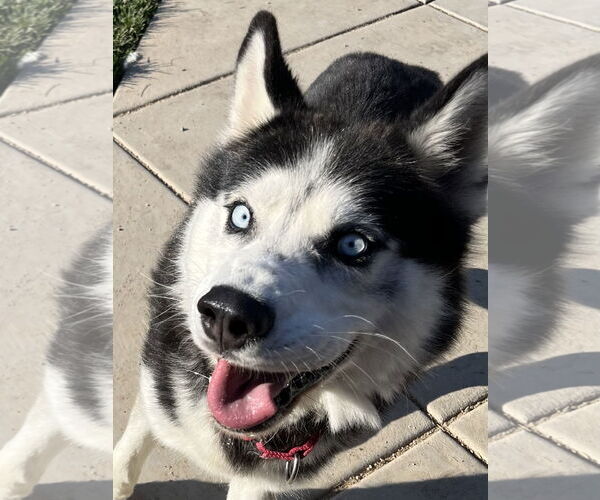 Medium Photo #5 Siberian Husky-Unknown Mix Puppy For Sale in Elk Grove, CA, USA