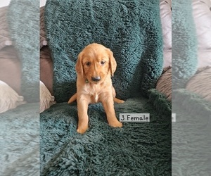 Medium Golden Retriever