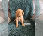 Puppy Green Golden Retriever