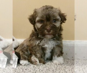 Havanese Puppy for sale in WEST CONCORD, MN, USA