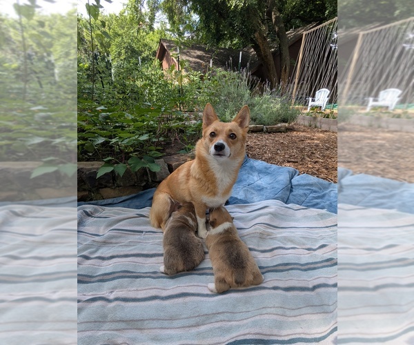 Medium Photo #1 Pembroke Welsh Corgi Puppy For Sale in NORMAN, OK, USA