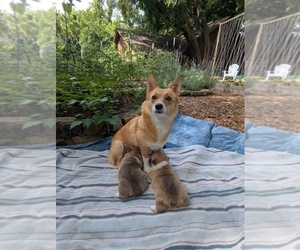 Pembroke Welsh Corgi Puppy for sale in NORMAN, OK, USA