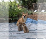 Small Pembroke Welsh Corgi