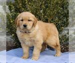 Small Photo #3 Golden Retriever Puppy For Sale in LITITZ, PA, USA