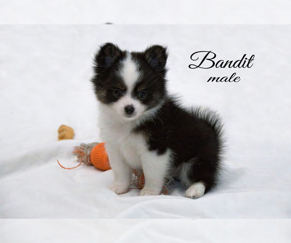 Medium Photo #6 Chiranian Puppy For Sale in CLARE, MI, USA