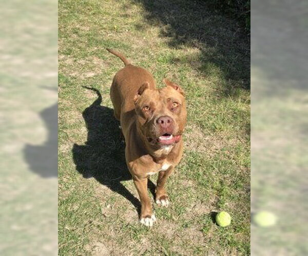 Medium Photo #3 Mutt Puppy For Sale in Glen Allen, VA, USA