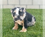 Small Photo #1 English Bulldog Puppy For Sale in MILWAUKEE, WI, USA