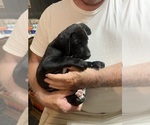 Small #4 Great Dane