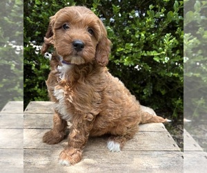 Goldendoodle (Miniature) Puppy for sale in MIDDLEBURY, IN, USA