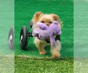 Harrison Yorkie On Wheels - Male Mutt Dog for Adoption - Photo #2