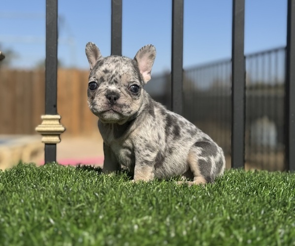 Medium Photo #16 French Bulldog Puppy For Sale in VIRGINIA BEACH, VA, USA