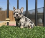 Small #15 French Bulldog