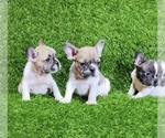 Small #5 French Bulldog