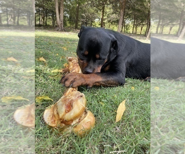 Medium Photo #40 Rottweiler Puppy For Sale in VONORE, TN, USA