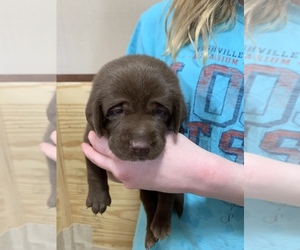 Labrador Retriever Puppy for sale in CHRISNEY, IN, USA