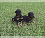 Image preview for Ad Listing. Nickname: Litter of 11