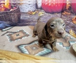 Small #2 Dachshund