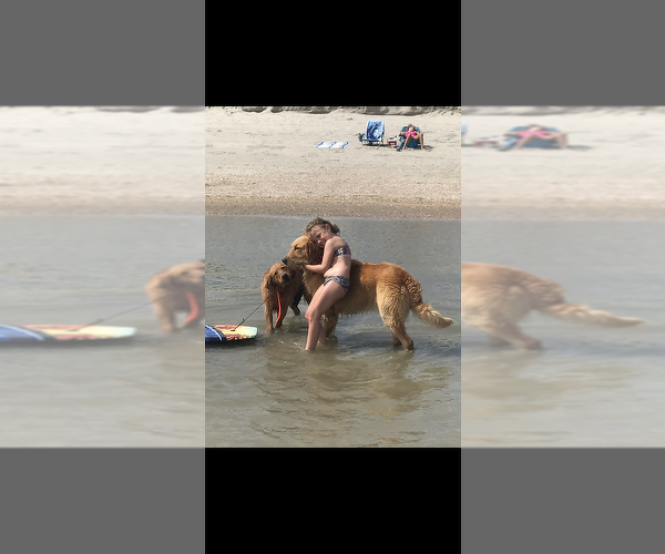 Medium Photo #2 Golden Retriever Puppy For Sale in SOUTHPORT, NC, USA