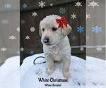 Puppy Christi White Golden Retriever