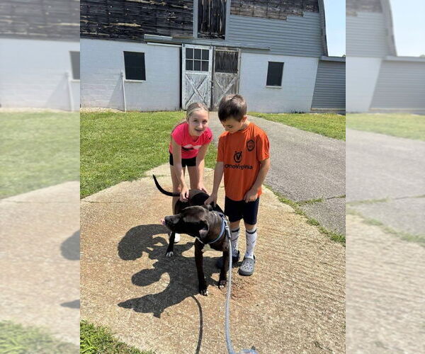 Medium Photo #5 Labrador Retriever Puppy For Sale in Rustburg, VA, USA