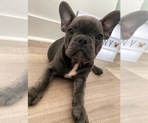 Medium Photo #8 French Bulldog Puppy For Sale in YONKERS, NY, USA