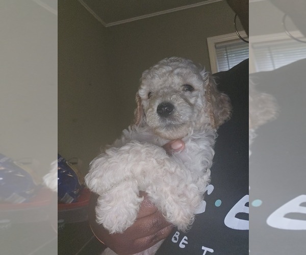 Medium Photo #8 Poodle (Standard) Puppy For Sale in MILWAUKEE, WI, USA