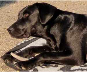 Labrador Retriever-Unknown Mix Dogs for adoption in pomfret, CT, USA