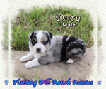 Puppy Duty Miniature Australian Shepherd