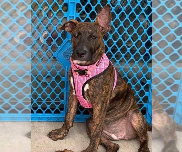 Medium Photo #3 Mutt Puppy For Sale in Canton, CT, USA