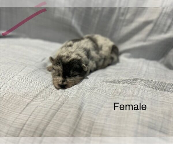 Medium Photo #1 Chow Chow Puppy For Sale in ARLINGTON, TX, USA