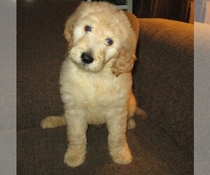 Goldendoodle Puppy for sale in LINCOLN, AL, USA