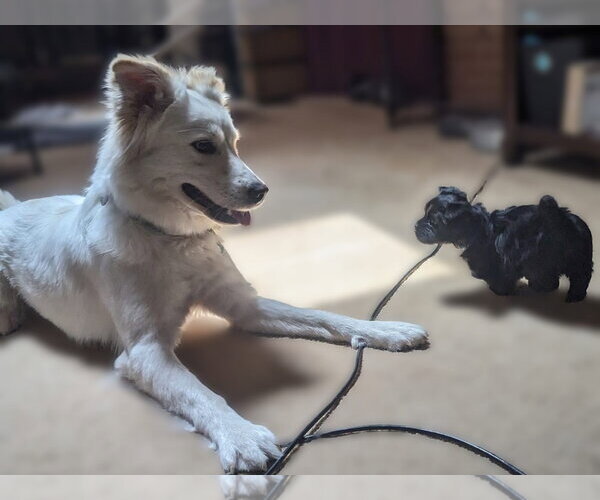 Medium Photo #15 Great Pyrenees-Unknown Mix Puppy For Sale in Dallas, TX, USA