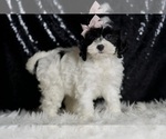 Small Photo #86 Cavapoo Puppy For Sale in WARSAW, IN, USA
