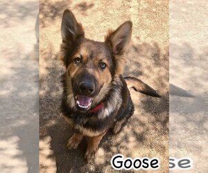 German Shepherd Dog-Unknown Mix Dogs for adoption in Marina del Rey, CA, USA