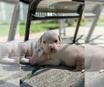 Small Photo #17 Dogo Argentino Puppy For Sale in INKSTER, MI, USA