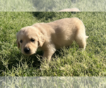 Small Photo #5 Golden Retriever Puppy For Sale in VICI, OK, USA