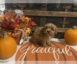 Small #2 Cavapoo