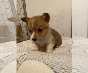 Pembroke Welsh Corgi Puppy for sale in BRIGGSDALE, CO, USA